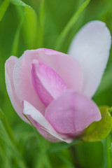 Wall Mural - Beautiful pink magnolia flower with waterdrops close up, vertical picture