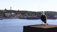 Adult Seagull Sitting On A Concrete Fence On The Background Of The City On A Sunny Day.is Back To The Operator, Considering The Historical Center Of The City