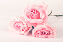 Bouquet Of Pink Roses Isolated On Light Background