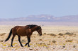 Wildpferd in Namibia