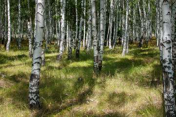 walking in the summer birch forest is very useful for health living in the metropolis