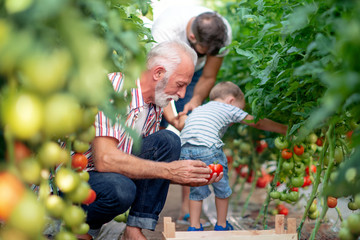 Wall Mural - Family working together in greenhouse