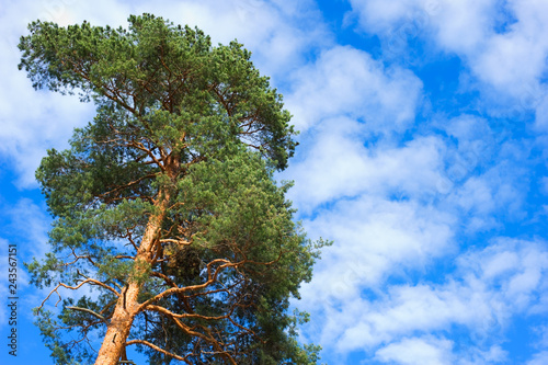Fotografie, Obraz Scots Pine tree (Pinus sylvestris) under the summer sky.