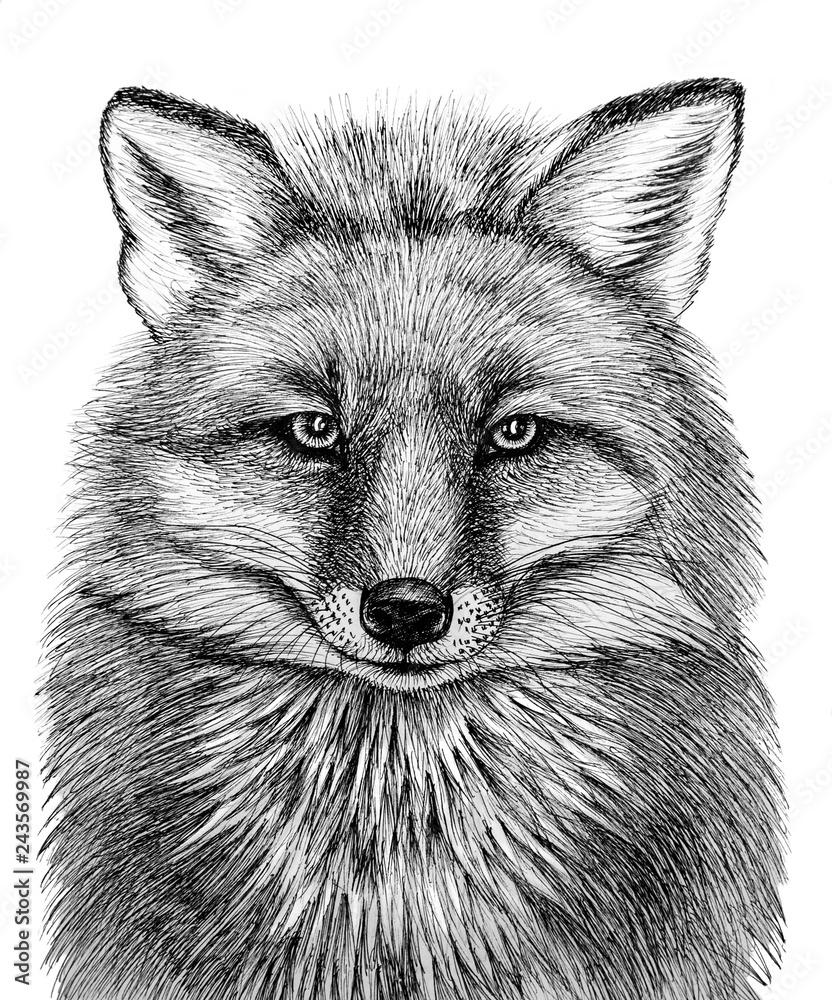Fox head - graphic drawing in black outline on a white background Stock  Illustration | Adobe Stock, image size:832x1000