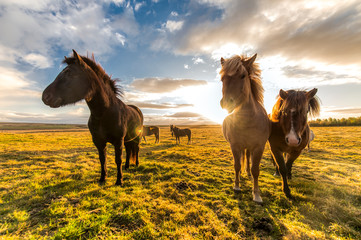 horses with beautiful and thick mane