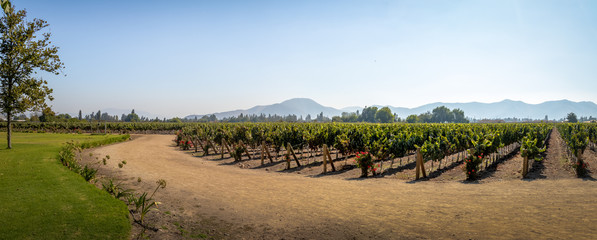 Canvas Print - Chilean Vineyard - Santiago, Chile