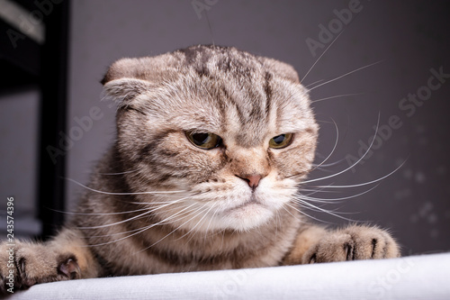 Fotomural Thoroughbred dissatisfied cat Scottish Fold is on the table and evil looks