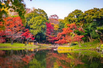 Wall Mural - Colorful autumn leaves in Japanese garden with reflection on water