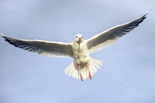 Laridae - Seagull Family Birds