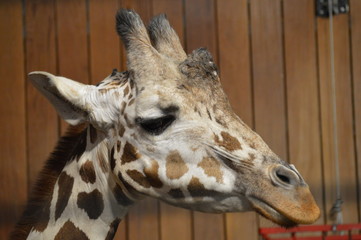 Sticker - Close up of a giraffe