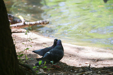 Pigeon Kiss