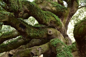 Wall Mural - Closeup of the knotty old moss covered branches of Angel Oak in South Carolina