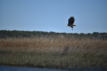 American Bald Eagle In Flight Over The Wetlands Of Hilton Head Island In South Carolina