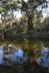 Wall Mural - reflection of trees in water