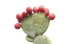 Prickly Pear Cactus With Many Fruit Isolated On A White Background.