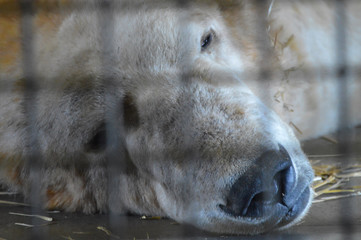 Wall Mural - Polar bear behind a cage