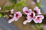 Fototapeta Storczyk - In full bloom in the peach blossom
