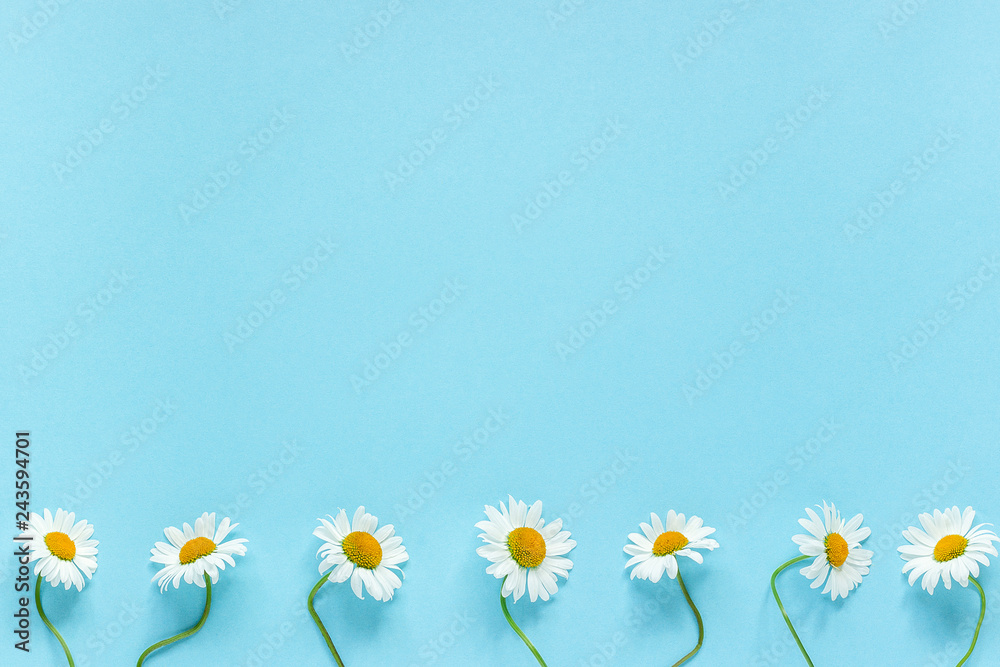 Row of white chamomiles daisies flowers on pastel blue color paper background Copy space Template for postcard, lettering, text or your design Flat lay Top view Concept Hello summer - obrazy, fototapety, plakaty 