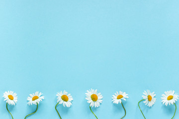 Row of white chamomiles daisies flowers on pastel blue color paper background Copy space Template for postcard, lettering, text or your design Flat lay Top view Concept Hello summer