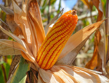 Closeup Of Dry Corn Cob Ready For Harvest