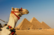 camel in the desert  with pyramids of giza,cairo,egypt in background      