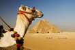 camel in the desert  with pyramids of giza,cairo,egypt in background      
