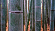 close up of a bamboo plant at arashiyama bamboo forest in kyoto, japan