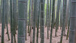  bamboo plants at arashiyama bamboo forest in kyoto, japan	