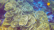 an overhead view of yellow scroll coral at rainbow reef on the somosomo strait in fiji
