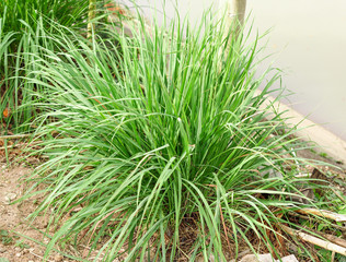 Canvas Print - Lemon grass plant leaf background