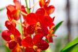 Fototapeta Storczyk - Beautiful red orchid flower growing in the garden on a background of other flowers. For use in a postcard, advertising. Thailand. Background for social networks. Natural spring background.