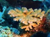 Fototapeta Do akwarium - Stone coral
