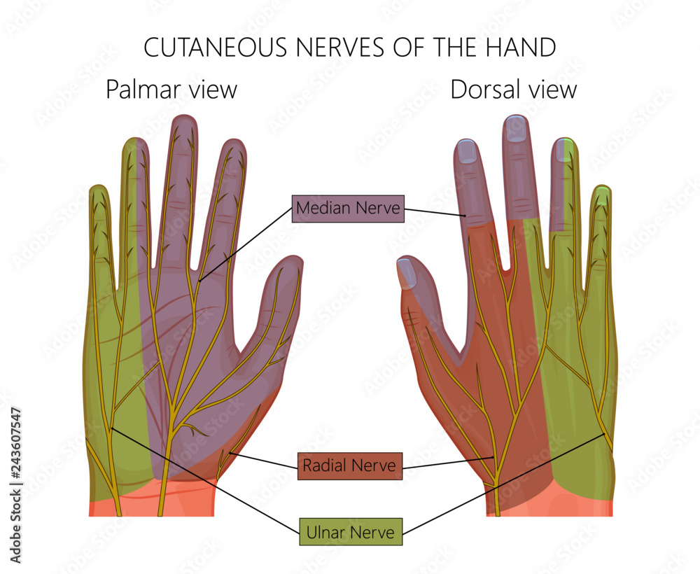 Illustration of Cutaneous nerves of the human hand. Stock Vector ...