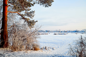 Tree on the edge of the forest near the frozen lake on a winter day