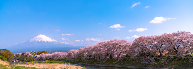 Ryuganbuchi in Fuji city, Shizuoka prefecture is one of popular cherry blossom & Mt.Fuji viewing spot. About 1 km Cherry blossoms line up along Sakurai river is very beautiful.