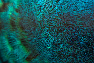  Closeup peacock feathers