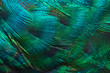 Closeup peacock feathers
