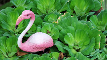 Garden Decorative Ceramic Doll Of Pink Swan On Green Water Plant Background And Space For Write Wording, Common Use Decorative Statue In Thai Garden, Place On Clay Bowl With Lotus Or Water Flowers
