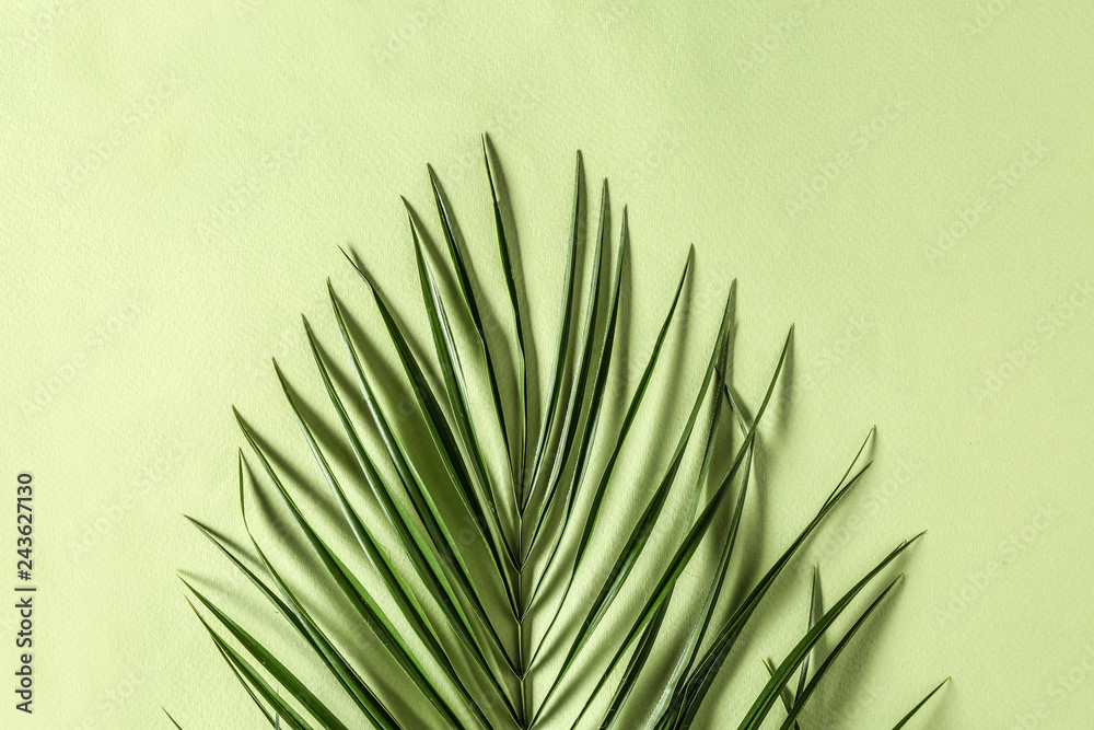 Green palm leaf on color background