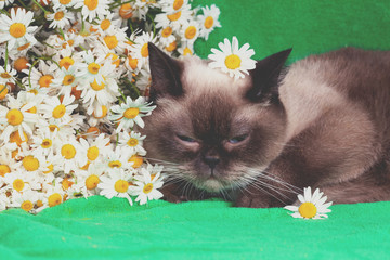 Cute color point cat lying on a green blanket near chamomile flowers