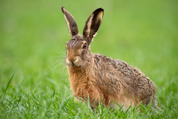 european brown hare, lepus europaeus in summer with green blurred background. detailed close-up of w