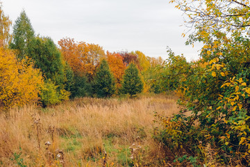 Wall Mural - Autumn landscape. Beautiful colored trees over the hills, glowing in sunlight. wonderful picturesque background. color in nature. gorgeous view.