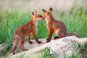 red fox, vulpes vulpes, small young cubs near den playing. cute little wild predators in natural env