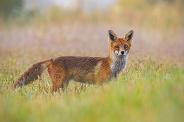 Wall Mural - red fox, vulpes vulpes, early in the morning with blurred background. curious wild predator gazing t