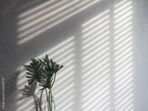 Cuadros en Lienzo a shadow from wooden blind on white wall and vase of green fresh leaf in morning