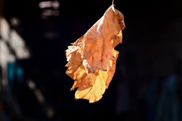 isolated  single dry  yellow leaf on sunny day with black background in fall