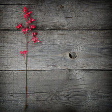 Red Blooming Flower Heuchera On The Background Of The Old Boards With A Texture.