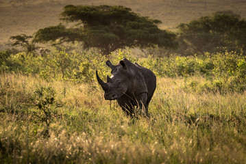 Wall Mural - Rhinozeros in Kwa-Zulu Natal, Südafrika