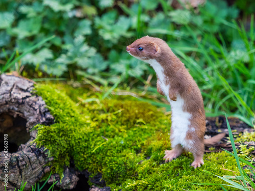Fotomural Weasel or Least weasel (mustela nivalis