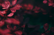 Dunkle Rote Blätter Hintergrundbild 